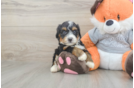 Little Mini Bernesedoodle Poodle Mix Puppy