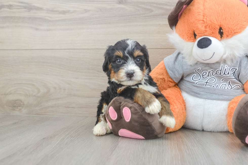 Little Mini Bernesedoodle Poodle Mix Puppy