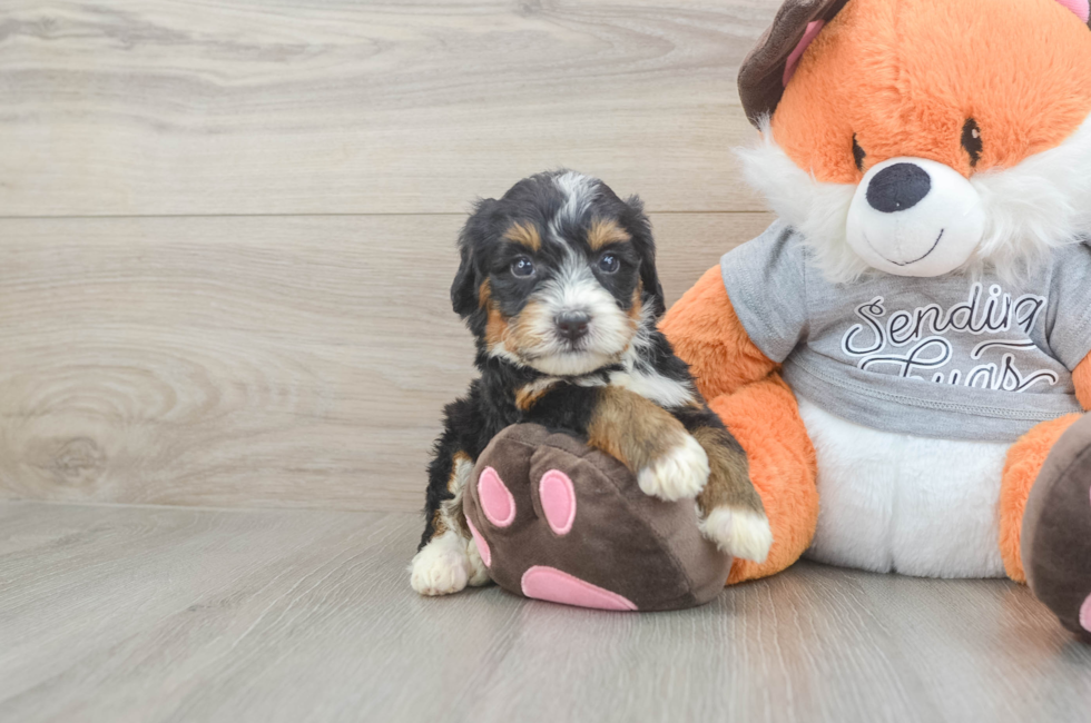 5 week old Mini Bernedoodle Puppy For Sale - Lone Star Pups
