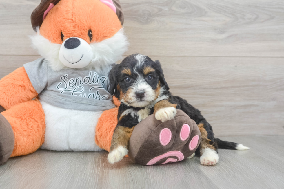 Best Mini Bernedoodle Baby