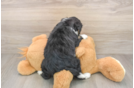 Hypoallergenic Bernese Doodle Poodle Mix Puppy