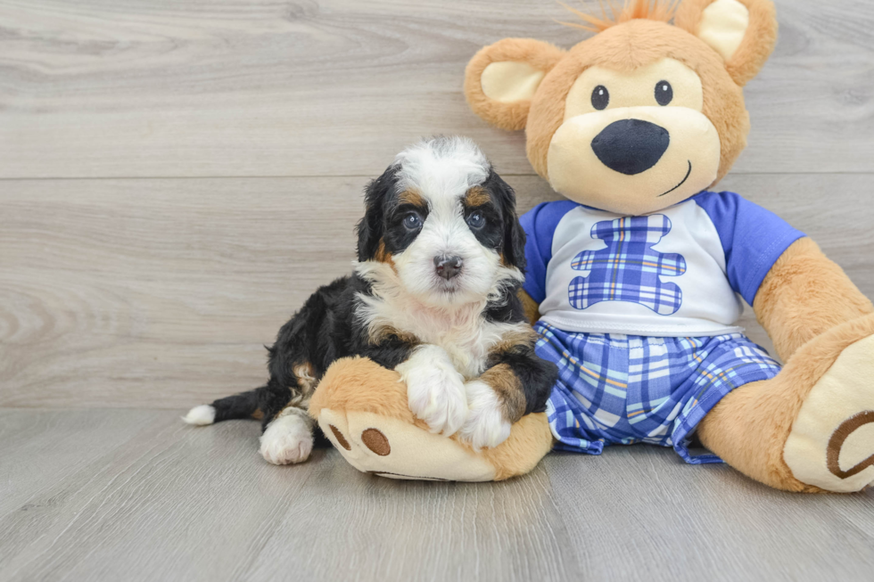 Mini Bernedoodle Pup Being Cute