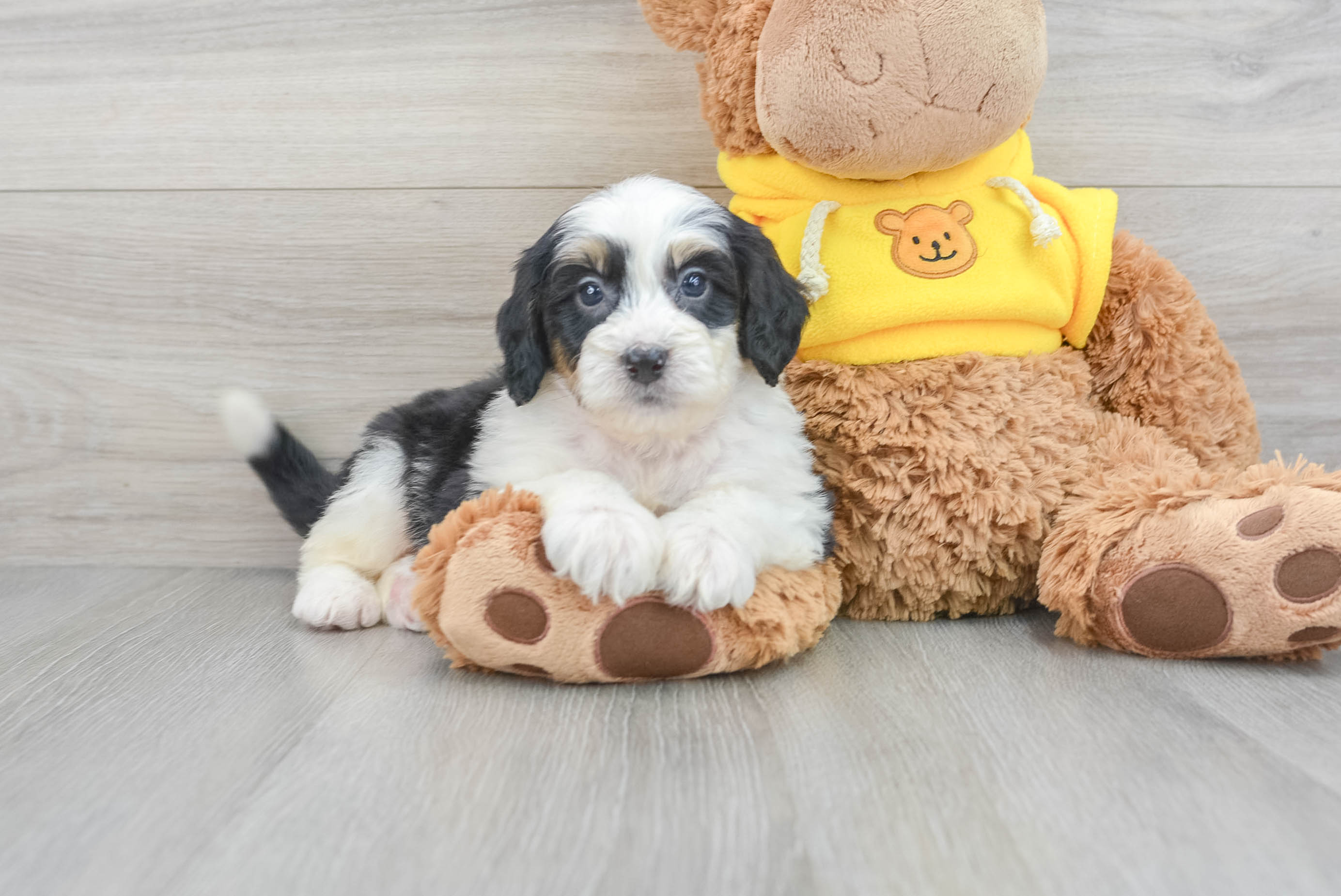 Baby bernedoodle cheap