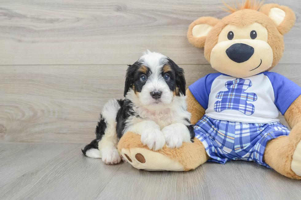 7 week old Mini Bernedoodle Puppy For Sale - Lone Star Pups