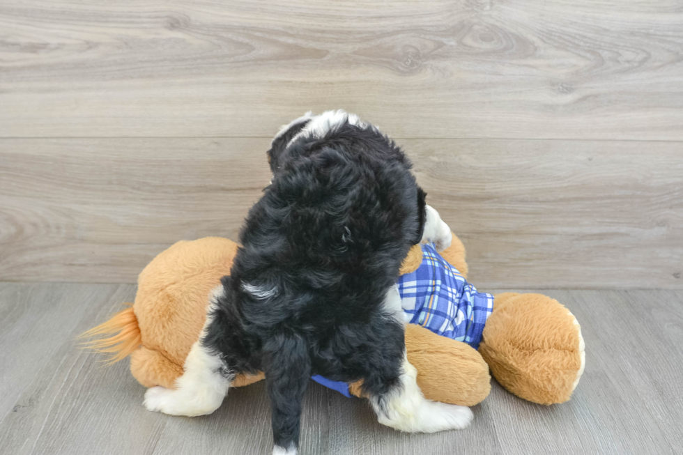 Little Bernadoodle Poodle Mix Puppy