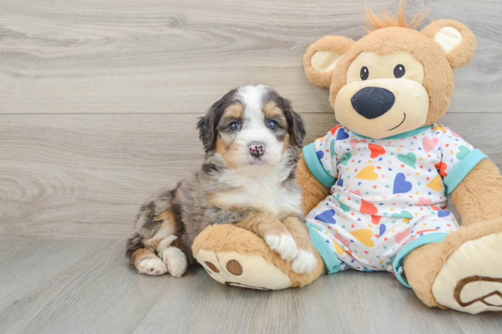 Best Mini Bernedoodle Baby
