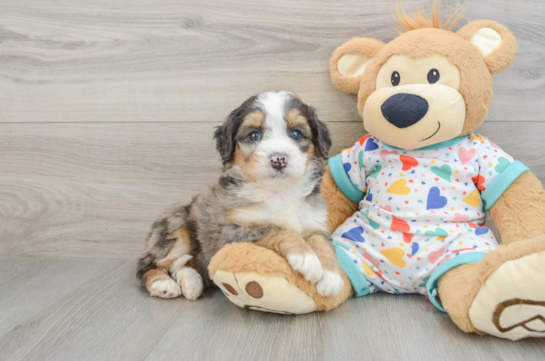 Best Mini Bernedoodle Baby