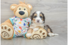 Fluffy Mini Bernedoodle Poodle Mix Pup