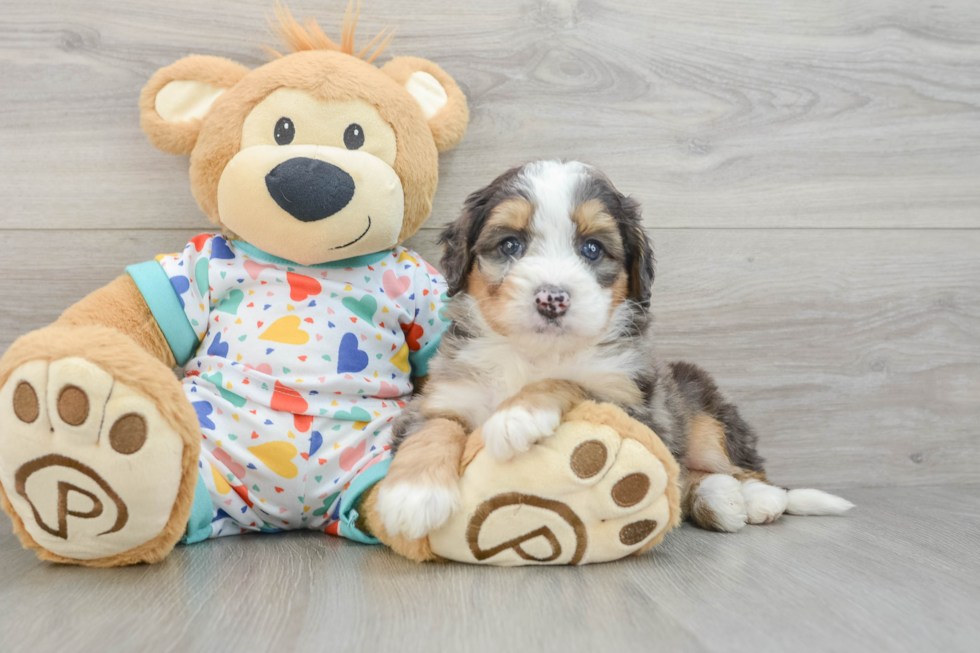 Fluffy Mini Bernedoodle Poodle Mix Pup