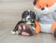 5 week old Mini Bernedoodle Puppy For Sale - Lone Star Pups