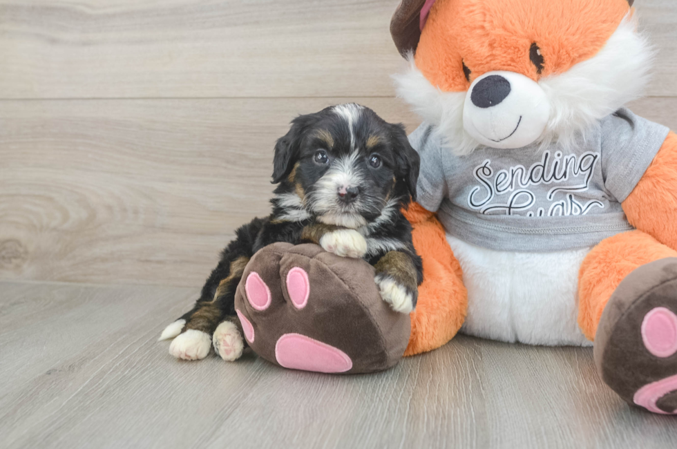5 week old Mini Bernedoodle Puppy For Sale - Lone Star Pups