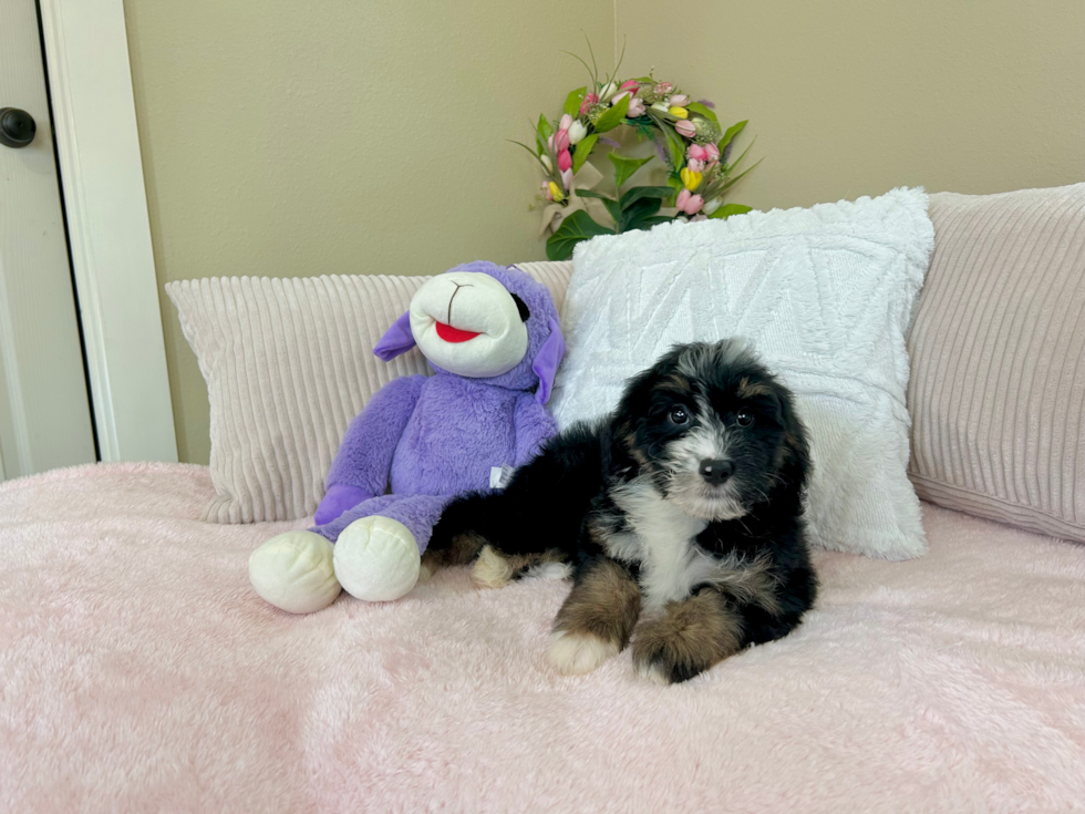 Cute Mini Bernedoodle Poodle Mix Pup