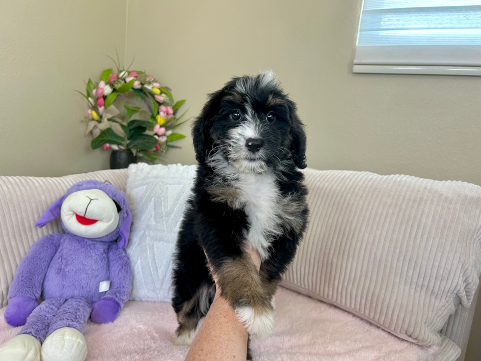 Cute Mini Bernedoodle Poodle Mix Pup