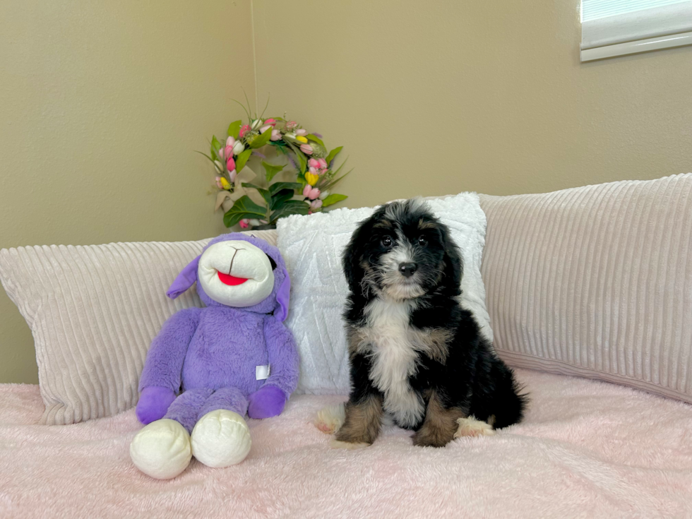 Cute Mini Bernepoo Poodle Mix Puppy