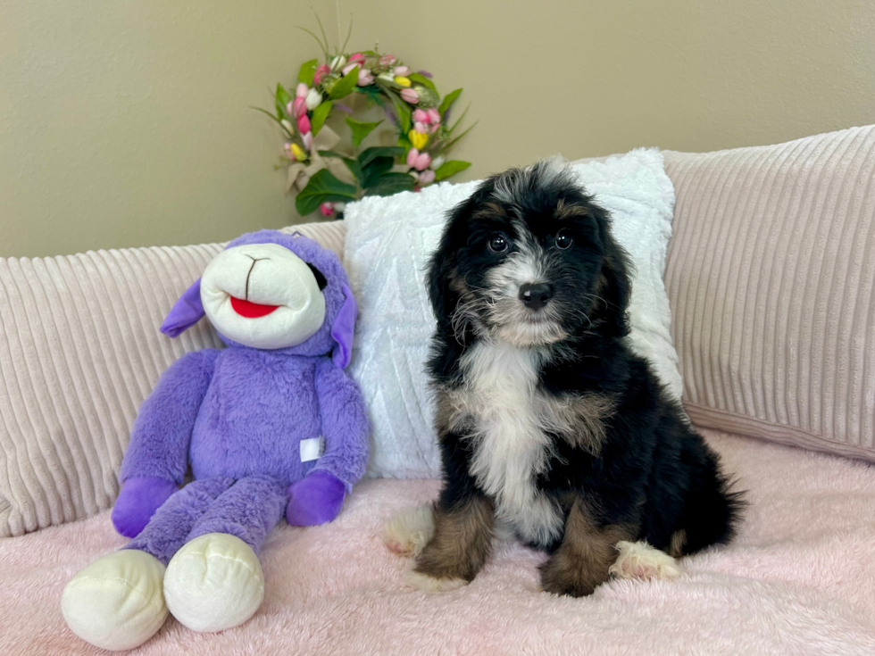 Mini Bernedoodle Puppy for Adoption