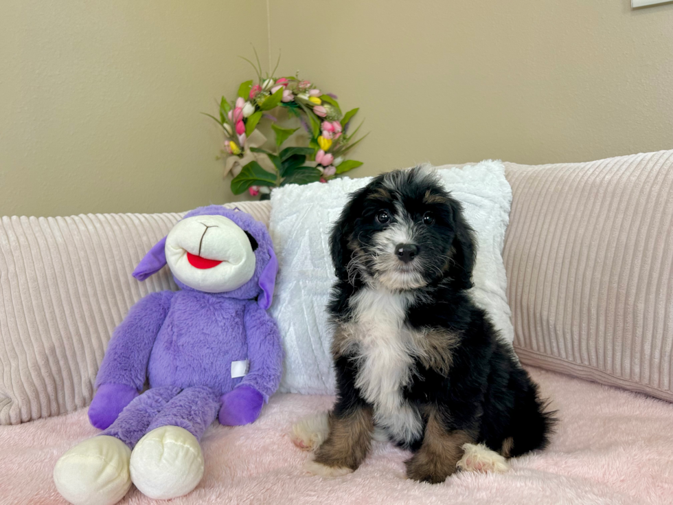 Cute Mini Bernedoodle Poodle Mix Pup