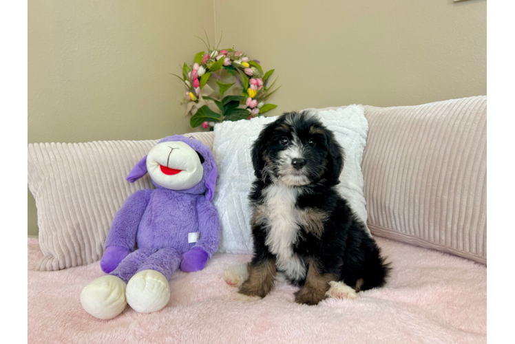 Cute Mini Bernepoo Poodle Mix Puppy