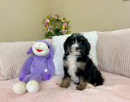 9 week old Mini Bernedoodle Puppy For Sale - Lone Star Pups