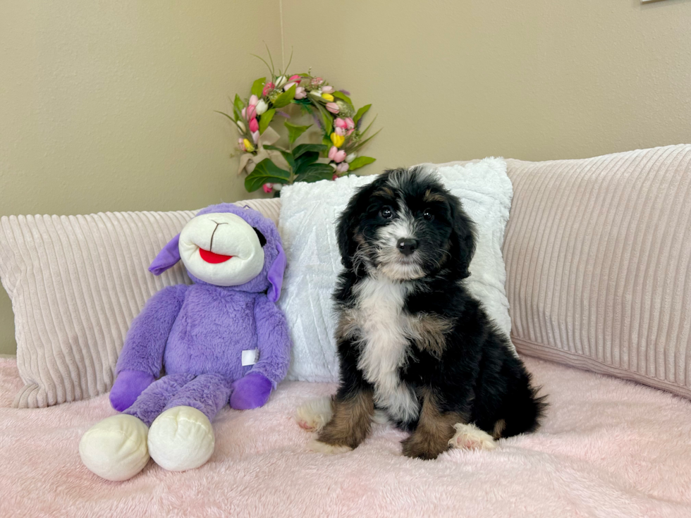 Cute Mini Bernepoo Poodle Mix Puppy