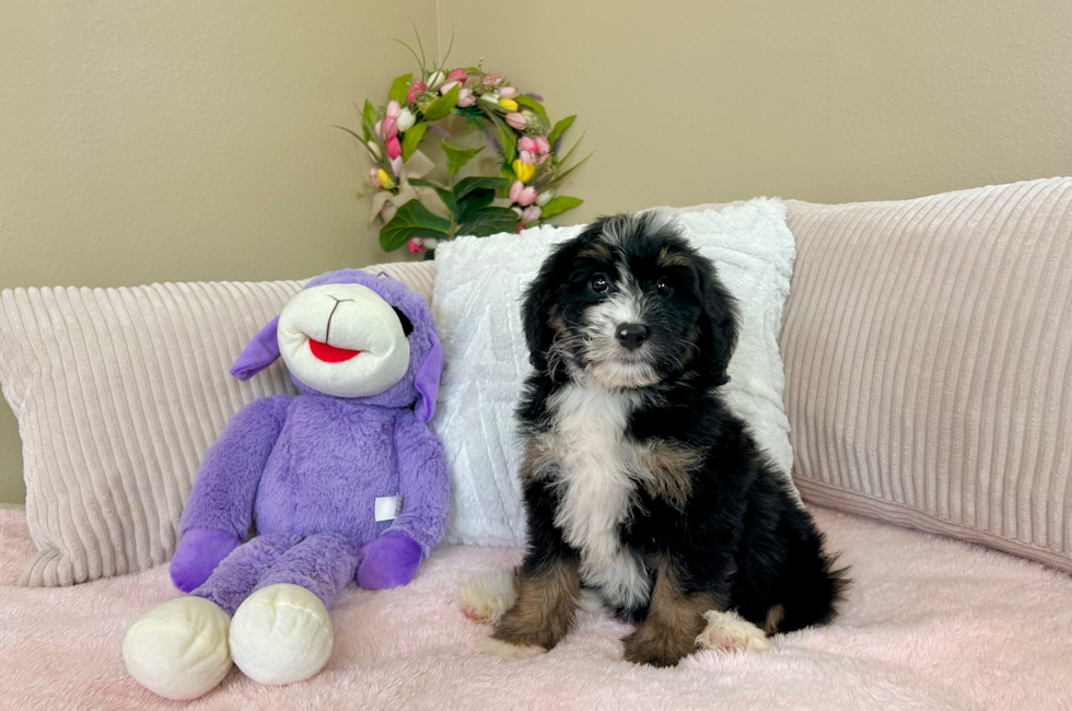9 week old Mini Bernedoodle Puppy For Sale - Lone Star Pups