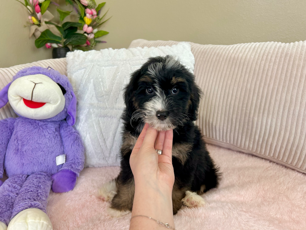 Cute Mini Bernedoodle Poodle Mix Pup