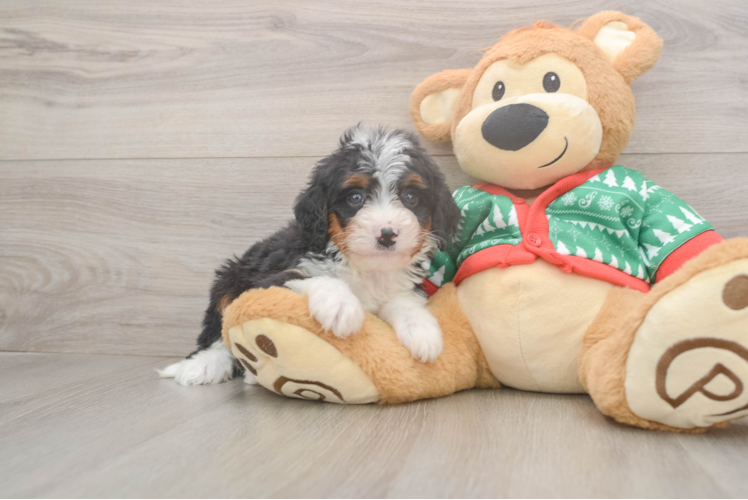 Mini Bernedoodle Puppy for Adoption