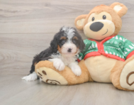 7 week old Mini Bernedoodle Puppy For Sale - Lone Star Pups