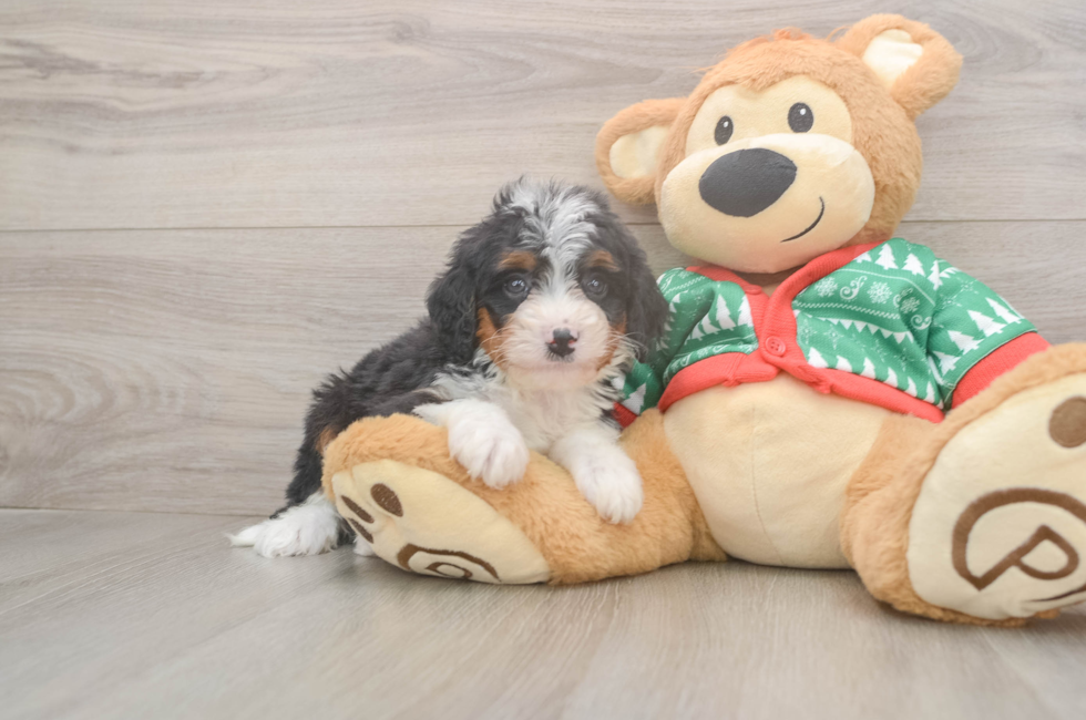6 week old Mini Bernedoodle Puppy For Sale - Lone Star Pups