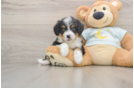 Cute Mini Bernedoodle Baby