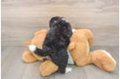 Playful Mini Bernesedoodle Poodle Mix Puppy