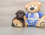 8 week old Mini Bernedoodle Puppy For Sale - Lone Star Pups