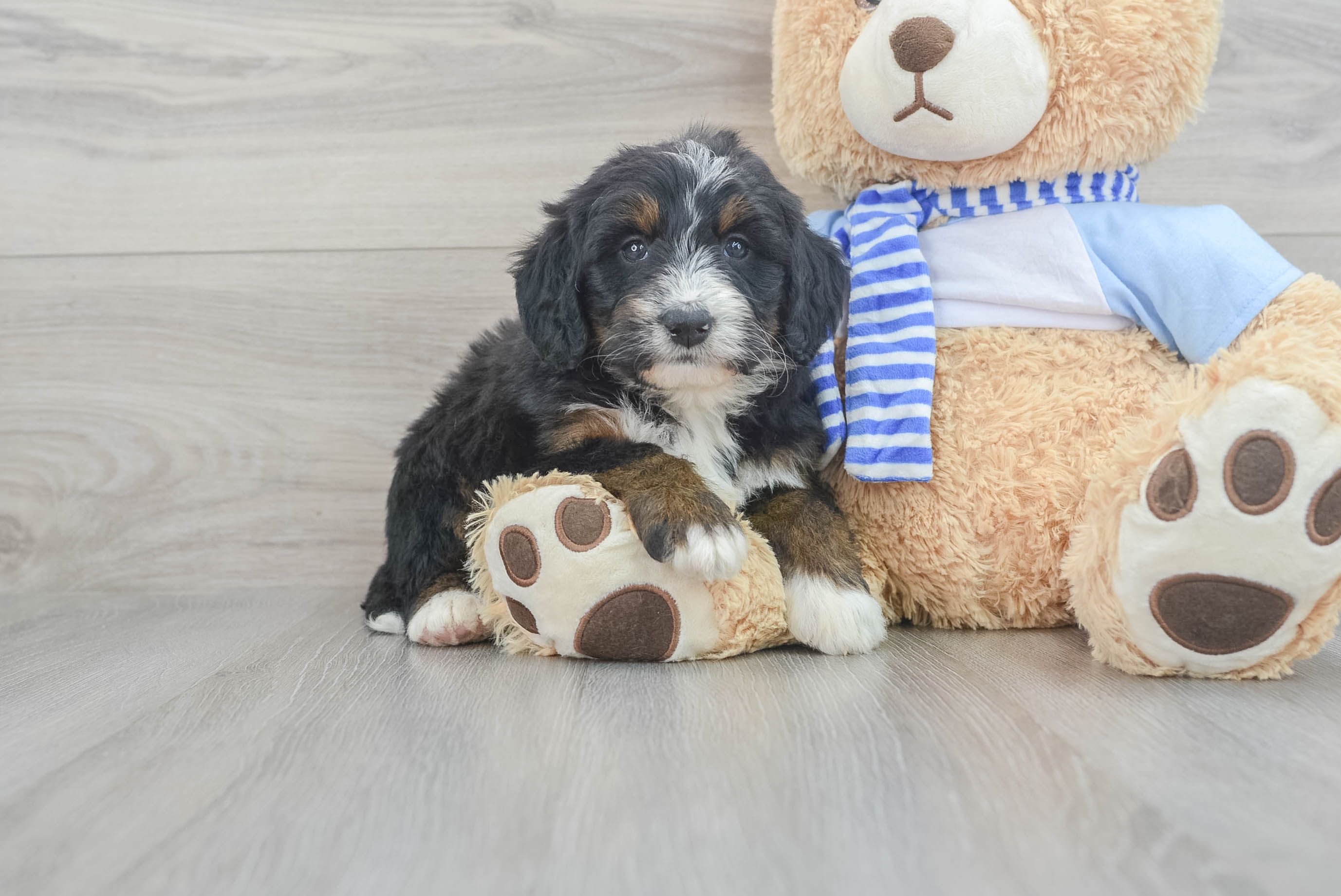 Mini Bernedoodle Puppy for Adoption