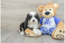 Mini Bernedoodle Pup Being Cute