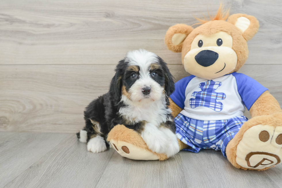 Mini Bernedoodle Pup Being Cute