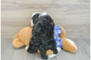 Smart Mini Bernedoodle Poodle Mix Pup
