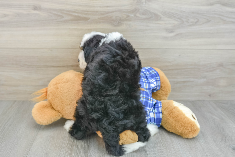 Smart Mini Bernedoodle Poodle Mix Pup