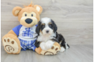 Best Mini Bernedoodle Baby