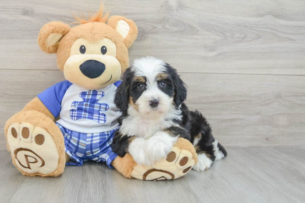 Best Mini Bernedoodle Baby