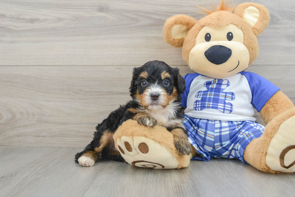 Best Mini Bernedoodle Baby