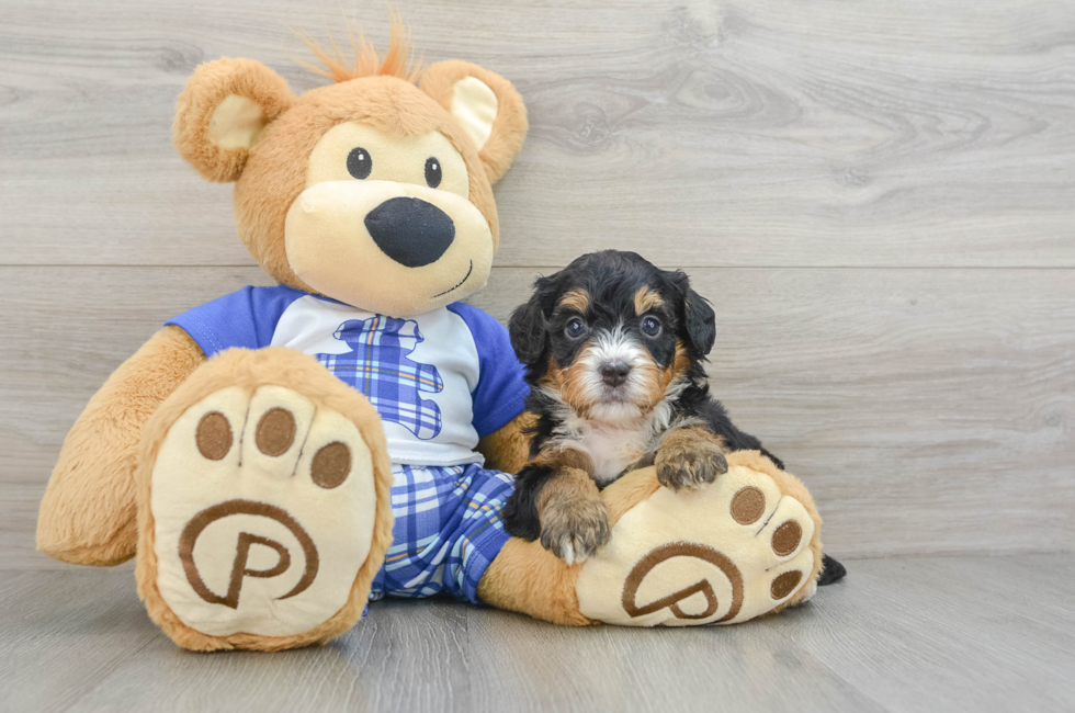 7 week old Mini Bernedoodle Puppy For Sale - Lone Star Pups