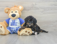 8 week old Mini Bernedoodle Puppy For Sale - Lone Star Pups
