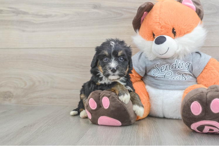 Mini Bernedoodle Pup Being Cute