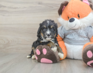 5 week old Mini Bernedoodle Puppy For Sale - Lone Star Pups