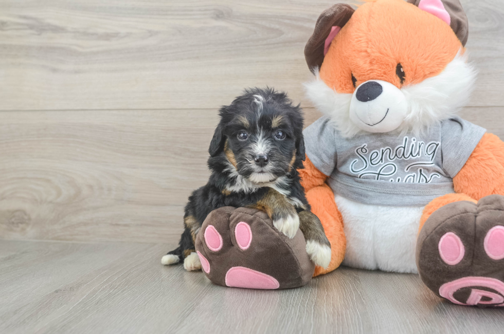 5 week old Mini Bernedoodle Puppy For Sale - Lone Star Pups