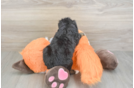Mini Bernedoodle Pup Being Cute