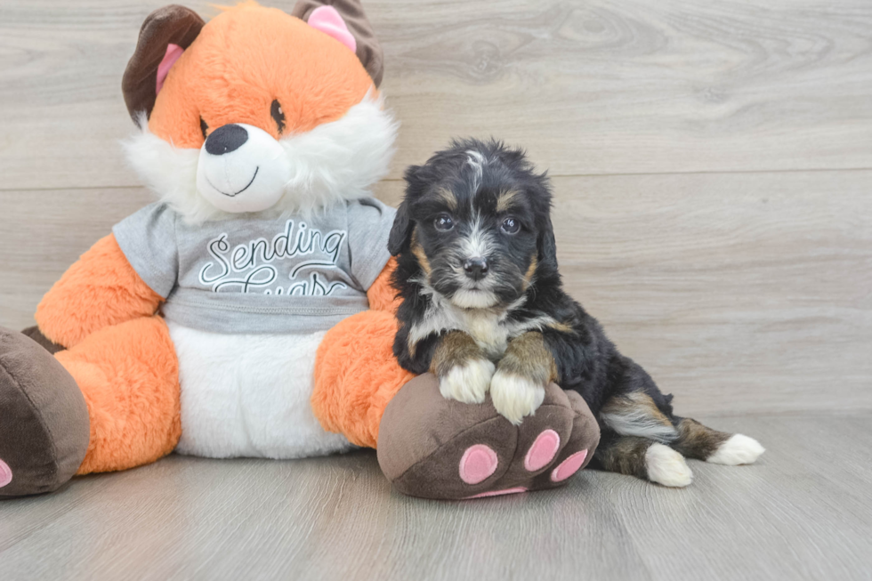 Mini Bernedoodle Puppy for Adoption