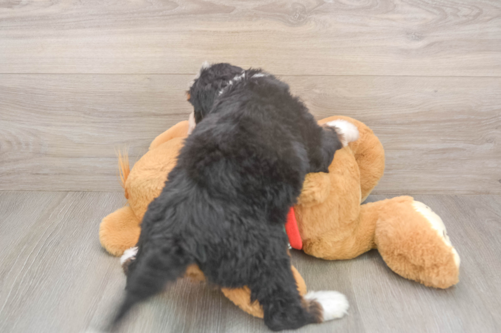 Smart Mini Bernedoodle Poodle Mix Pup