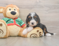 6 week old Mini Bernedoodle Puppy For Sale - Lone Star Pups