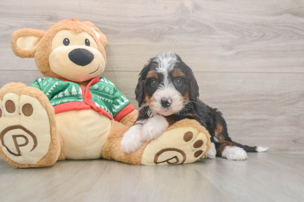 6 week old Mini Bernedoodle Puppy For Sale - Lone Star Pups
