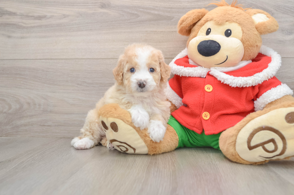 5 week old Mini Bernedoodle Puppy For Sale - Lone Star Pups